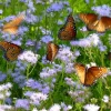 Mistflower Live Plant (Conoclinium greggii) – Butterfly Perennial, 1 Gallon Pot - Image 1