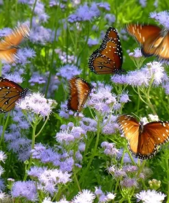 Mistflower Live Plant (Conoclinium greggii) – Butterfly Perennial, 1 Gallon Pot - Image 1