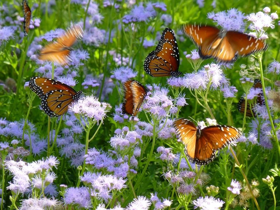 Mistflower Live Plant (Conoclinium greggii) – Butterfly Perennial, 1 Gallon Pot - Image 1
