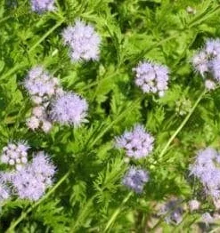 Mistflower Live Plant (Conoclinium greggii) – Butterfly Perennial, 1 Gallon Pot - Image 4