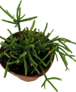 Mistletoe Cactus Plant Rhipsalis - Live Succulent Houseplant - 4" Pot - Image 2
