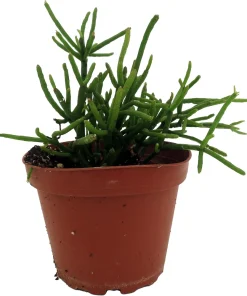 Mistletoe Cactus Plant Rhipsalis - Live Succulent Houseplant - 4