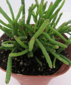 Mistletoe Cactus Plant Rhipsalis - Live Succulent Houseplant - 4