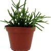 Mistletoe Cactus Plant Rhipsalis - Live Succulent Houseplant - 4" Pot - Image 1