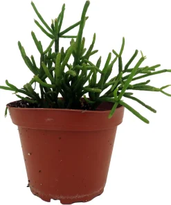 Mistletoe Cactus Plant Rhipsalis - Live Succulent Houseplant - 4