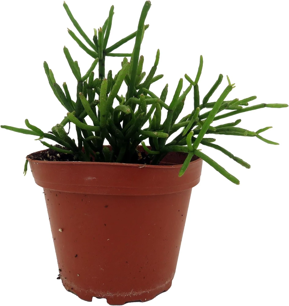Mistletoe Cactus Plant Rhipsalis - Live Succulent Houseplant - 4" Pot - Image 1