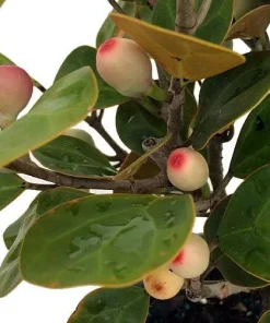 Mistletoe Fig Live Plant - Ficus deltoidea - Indoor Houseplant - 4 inch Pot - Image 2