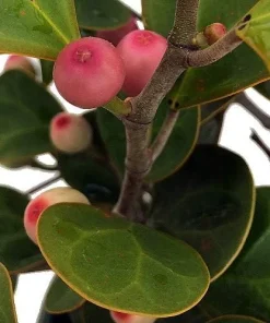 Mistletoe Fig Live Plant - Ficus deltoidea - Indoor Houseplant - 4 inch Pot - Image 3
