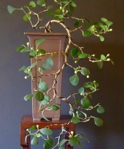 Mistletoe Fig Live Plant - Ficus deltoidea - Indoor Houseplant - 4 inch Pot - Image 4