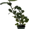 Mistletoe Fig Live Plant - Ficus deltoidea - Indoor Houseplant - 4 inch Pot - Image 1