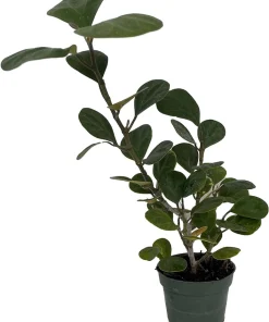 Mistletoe Fig Live Plant - Ficus deltoidea - Indoor Houseplant - 4 inch Pot - Image 1