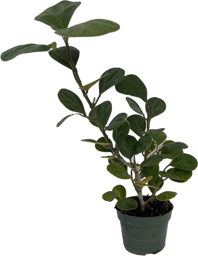 Mistletoe Fig Live Plant - Ficus deltoidea - Indoor Houseplant - 4 inch Pot - Image 1
