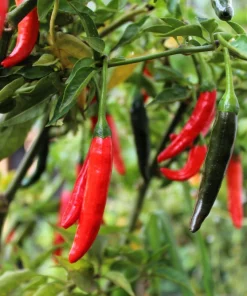 Mixed Cayenne Pepper Seeds - 100 Count Hot Vegetable Seeds for Planting - Image 4