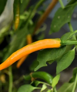 Mixed Cayenne Pepper Seeds - 100 Count Hot Vegetable Seeds for Planting - Image 5