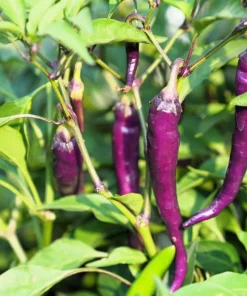 Mixed Cayenne Pepper Seeds - 100 Count Hot Vegetable Seeds for Planting - Image 6
