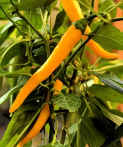 Mixed Cayenne Pepper Seeds - 100 Count Hot Vegetable Seeds for Planting - Image 7