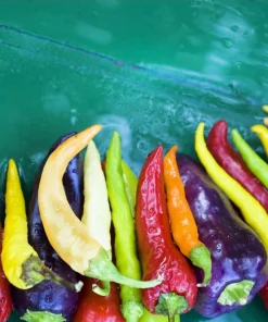 Mixed Cayenne Pepper Seeds - 100 Count Hot Vegetable Seeds for Planting - Image 1