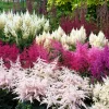 Mixed Color Astilbe Simplicifolia Seeds - 50 Seeds for Shade Gardens - Image 1