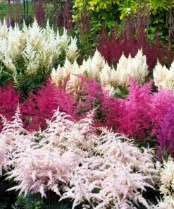 Mixed Color Astilbe Simplicifolia Seeds - 50 Seeds for Shade Gardens - Image 1