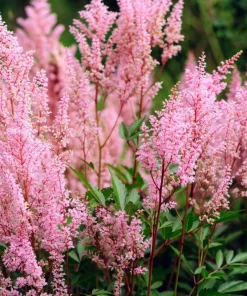 Mixed Color Astilbe Simplicifolia Seeds - 50 Seeds for Shade Gardens - Image 10