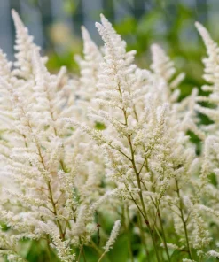 Mixed Color Astilbe Simplicifolia Seeds - 50 Seeds for Shade Gardens - Image 11