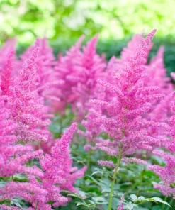 Mixed Color Astilbe Simplicifolia Seeds - 50 Seeds for Shade Gardens - Image 12
