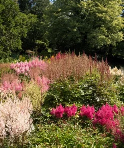 Mixed Color Astilbe Simplicifolia Seeds - 50 Seeds for Shade Gardens - Image 13