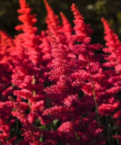 Mixed Color Astilbe Simplicifolia Seeds - 50 Seeds for Shade Gardens - Image 14