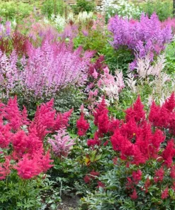 Mixed Color Astilbe Simplicifolia Seeds - 50 Seeds for Shade Gardens - Image 15
