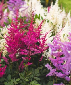 Mixed Color Astilbe Simplicifolia Seeds - 50 Seeds for Shade Gardens - Image 2