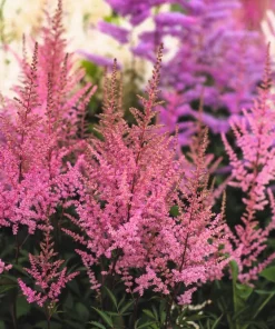 Mixed Color Astilbe Simplicifolia Seeds - 50 Seeds for Shade Gardens - Image 3