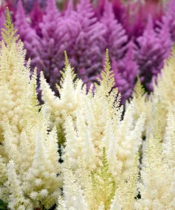 Mixed Color Astilbe Simplicifolia Seeds - 50 Seeds for Shade Gardens - Image 4