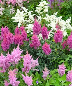 Mixed Color Astilbe Simplicifolia Seeds - 50 Seeds for Shade Gardens - Image 5