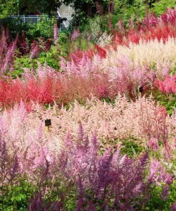 Mixed Color Astilbe Simplicifolia Seeds - 50 Seeds for Shade Gardens - Image 6
