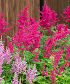 Mixed Color Astilbe Simplicifolia Seeds - 50 Seeds for Shade Gardens - Image 7