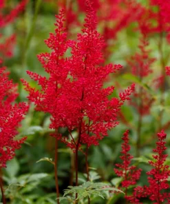 Mixed Color Astilbe Simplicifolia Seeds - 50 Seeds for Shade Gardens - Image 8