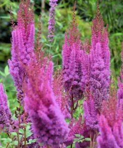 Mixed Color Astilbe Simplicifolia Seeds - 50 Seeds for Shade Gardens - Image 9