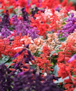 Mixed Color Salvia Splendens Flower Seeds - 100 Seeds for Garden - Image 2