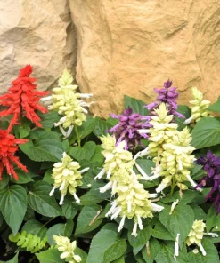 Mixed Color Salvia Splendens Flower Seeds - 100 Seeds for Garden - Image 3