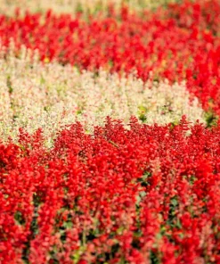 Mixed Color Salvia Splendens Flower Seeds - 100 Seeds for Garden - Image 4