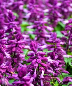 Mixed Color Salvia Splendens Flower Seeds - 100 Seeds for Garden - Image 5