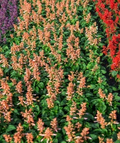 Mixed Color Salvia Splendens Flower Seeds - 100 Seeds for Garden - Image 6