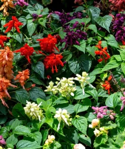 Mixed Color Salvia Splendens Flower Seeds - 100 Seeds for Garden - Image 7