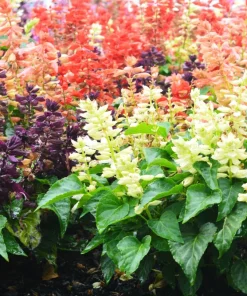 Mixed Color Salvia Splendens Flower Seeds - 100 Seeds for Garden - Image 8