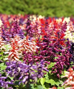 Mixed Color Salvia Splendens Flower Seeds - 100 Seeds for Garden - Image 9