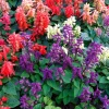 Mixed Color Salvia Splendens Flower Seeds - 100 Seeds for Garden - Image 1