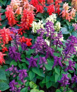 Mixed Color Salvia Splendens Flower Seeds - 100 Seeds for Garden - Image 1