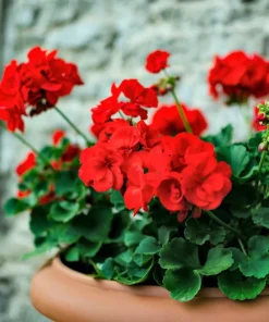 Mixed Colors Geranium Seeds - Pink, Purple, White, Red, Salmon - 10 Seeds - Image 10