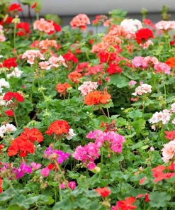 Mixed Colors Geranium Seeds - Pink, Purple, White, Red, Salmon - 10 Seeds - Image 2
