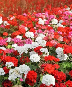 Mixed Colors Geranium Seeds - Pink, Purple, White, Red, Salmon - 10 Seeds - Image 3